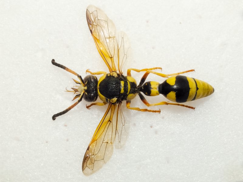 Katamenes flavigularis (Bluethgen, 1951)